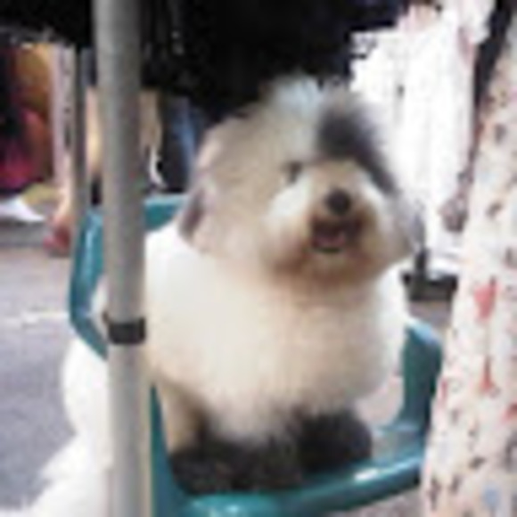 Meet your Posher, Chesto - Picture 1 of 1